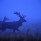 Rotwild03.jpg