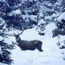 Rotwild10.jpg