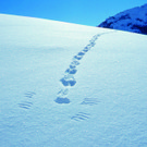 Schneehuhn02_korr2.jpg