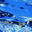 Schneehuhn05_korr2.jpg