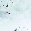 shutterstock_125909327_Schneehuhn_CMYK.jpg