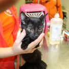 Babykatzen_3.jpg