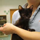 Babykatzen_5.jpg