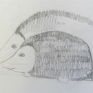 IMG_8098 _Large_.JPG