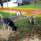 BK_Frastnanz Advent im Park 24.jpg