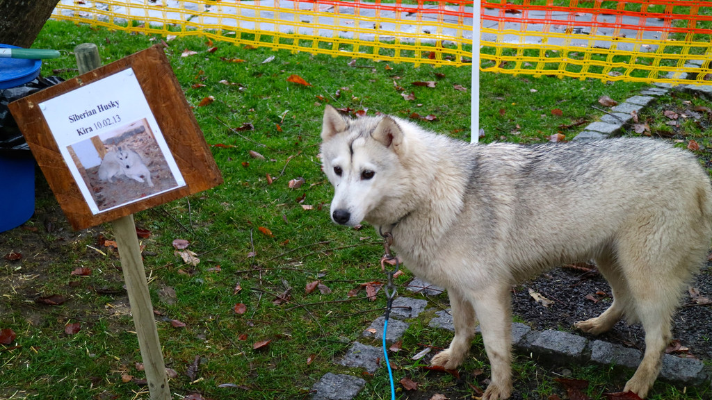 BK_Frastnanz Advent im Park 25.jpg