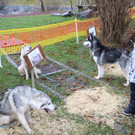 BK_Frastnanz Advent im Park 29.jpg