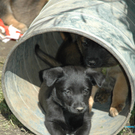 Mehr Bilder vom Hunde Nachwuchs in Götzis