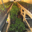 Riesige Cannabis-Plantage direkt neben Polizei-Areal in Wien-Floridsdorf entdeckt