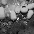 Spanisches Schatzschiff "San Jose" gefunden