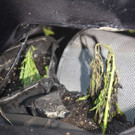 Br_BludeschIndoorplantage21.JPG
