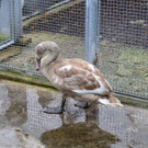 Junger Schwan von SCS-Gelände in Vösendorf gerettet