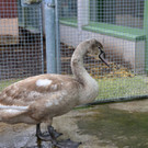 Schwan_2.jpg