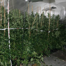 Fotos von der Marihuanaaufzucht