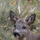 KOE_Wildpark Tierpaten Rehe04.jpg