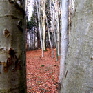 KOE_Wildpark Tierpaten Rehe10.jpg