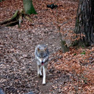 KOE_Wildpark Tierpaten Rehe17.jpg
