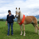 Weltmeister-Haflinger in Schwarzenberg