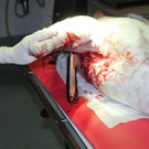 Schwan in Wien notoperiert: Fischköder mit Haken im Körper