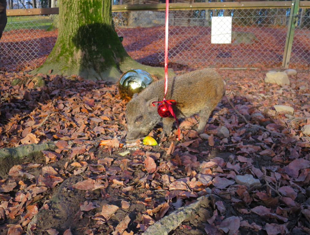 KOE_Tierpaten Minischwein 1.jpg