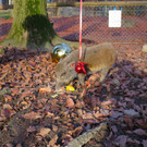 Bei den Minischweinen