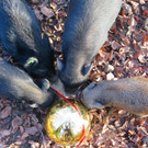 KOE_Tierpaten Minischwein 2.jpg