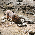 KOE_Tierpaten Minischwein 3.jpg