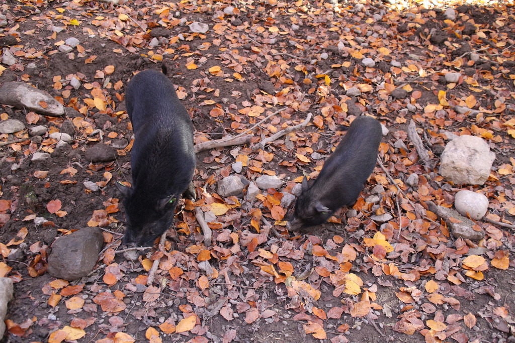 KOE_Tierpaten Minischwein 5.jpg