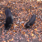 KOE_Tierpaten Minischwein 5.jpg