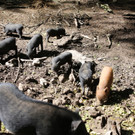 KOE_Tierpaten Minischwein 6.jpg