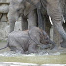 Elefanten im Tiergarten Schönbrunn bekommen Badebecken