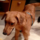 Sam
