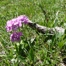05_06_2010 058.jpg
