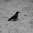 IMG_2783.JPG