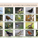 Die 20 häufigsten Wintervögel
