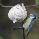 P1120381 Blaumeise.jpg