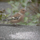 P1220842 Buchfink.JPG