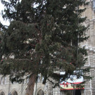 IMG_2865.JPG
