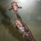 Heimische Fische