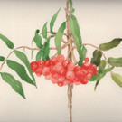 _c_ PETOENE  Vogelbeeren VI.jpg
