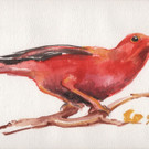 _c_ PETOENE Roter Vogel.jpg