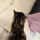 verschmustes Katerchen