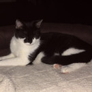 susufuttermax1.jpg