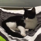 Elvis
