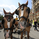 Kutsche aus Triest hat Wien erreicht 