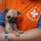 Chihuahua-Welpe "Franzi" in Vösendorf beim Wien in Einkaufskorb ausgesetzt