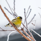 Wintervogelzählung von Birdlife: Häufigste Vögel