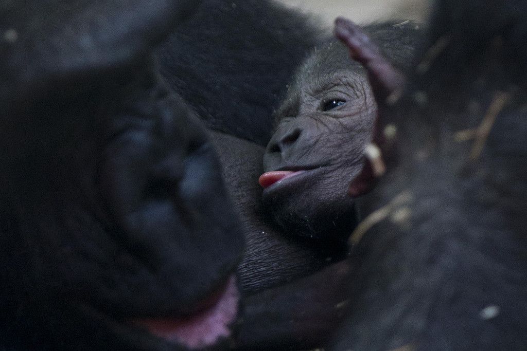 APTOPIX_Netherlands_Baby_Gorilla.jpg