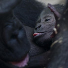 Gorilla-Baby in Amsterdamer Tiergarten geboren