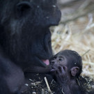 Netherlands_Baby_Gorilla.jpg